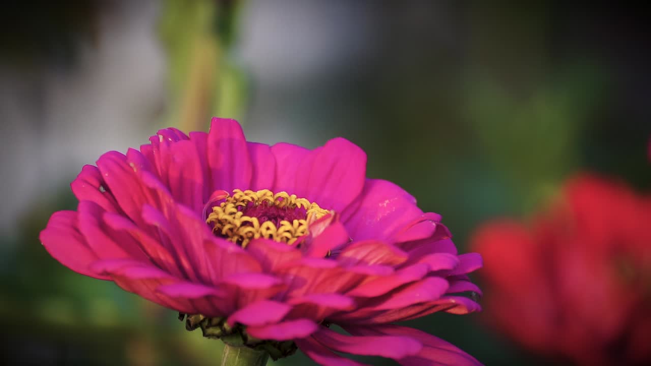 colibrí halcón-polilla alimentándose de una flor, campo verde, fondo borroso