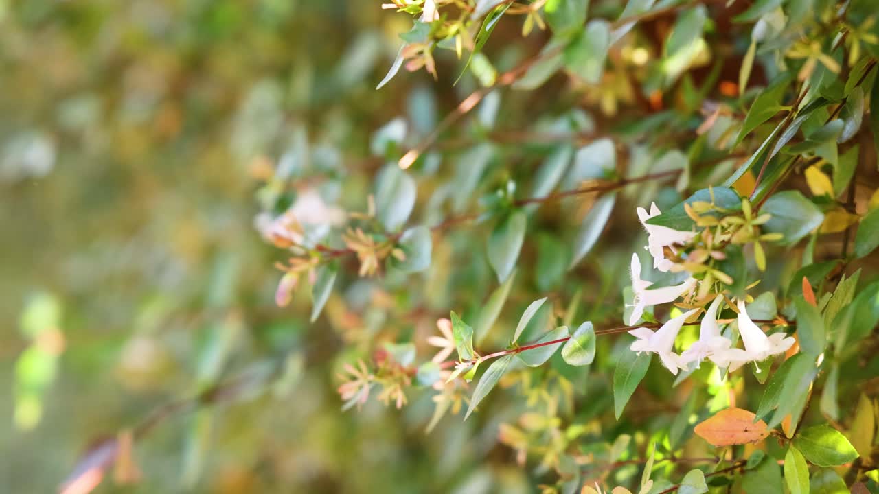 White flowers with green leaves in background
