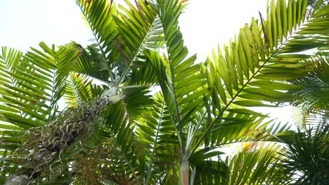 Palmeras-Y-Follaje-Verde-De-La-Jungla,-Inclínate-Hacia-Arriba