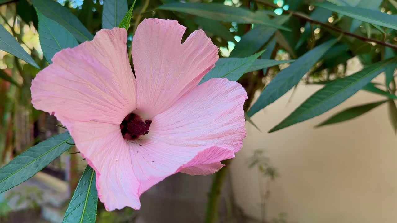 closeup of Hibiscus heterophyllus
flower, commonly known as native rosella or toilet paper bush, is a flowering plant in the family Malvaceae