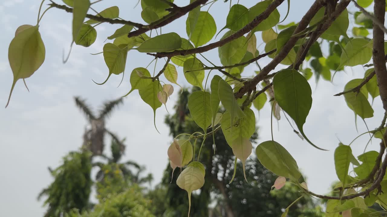 close-up of a peepal (or bodhi) tree leaf swaying gently with the wind, it has distinctive heart shape with a long, pointed tip called a drip tip