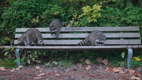 Familia-De-Tres-Mapaches-Divertidos-En-Un-Banco-En-Un-Parque,-Cierre-A-Cámara-Lenta