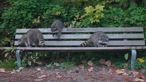 family of three funny raccoons on a bench in a park, close up slowmo