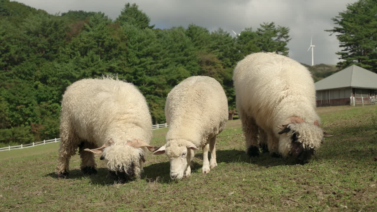 Sheep Grazing Grass on Mountain Slope with Farm House in Backdrop. Few Valais Blacknose and Merino Field in a Ranch Field Meadow Feeding Lit With Warm Day Sunlight