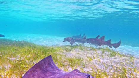 Un-Frenesí-De-Tiburones-Nodriza-Nadando-Bajo-Sobre-Pastos-Marinos-Con-Una-Raya-Del-Sur-Pasando-En-Caye-Caulker,-Belice.