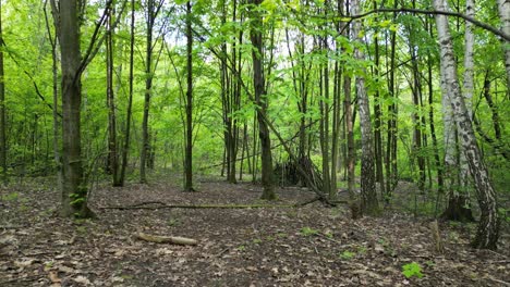 Forest-hut-during-a-beautiful-summer-day-with-lush-greenery,-grass,-leaves-and-trees