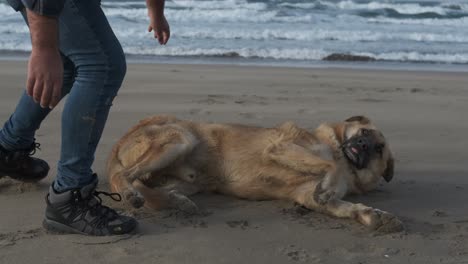 Dog-Resting-on-the-Beach