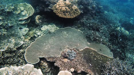 A-handheld-underwater-shot-over-a-coral-reef,-in-the-Philippines