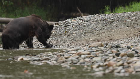 Oso-Grizzly-Come-Salmón-En-La-Orilla-Del-Río