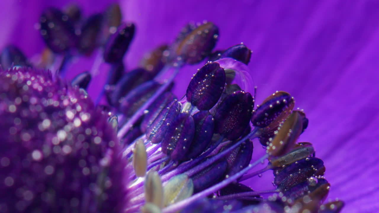 primer plano del estamen de una anémona púrpura
