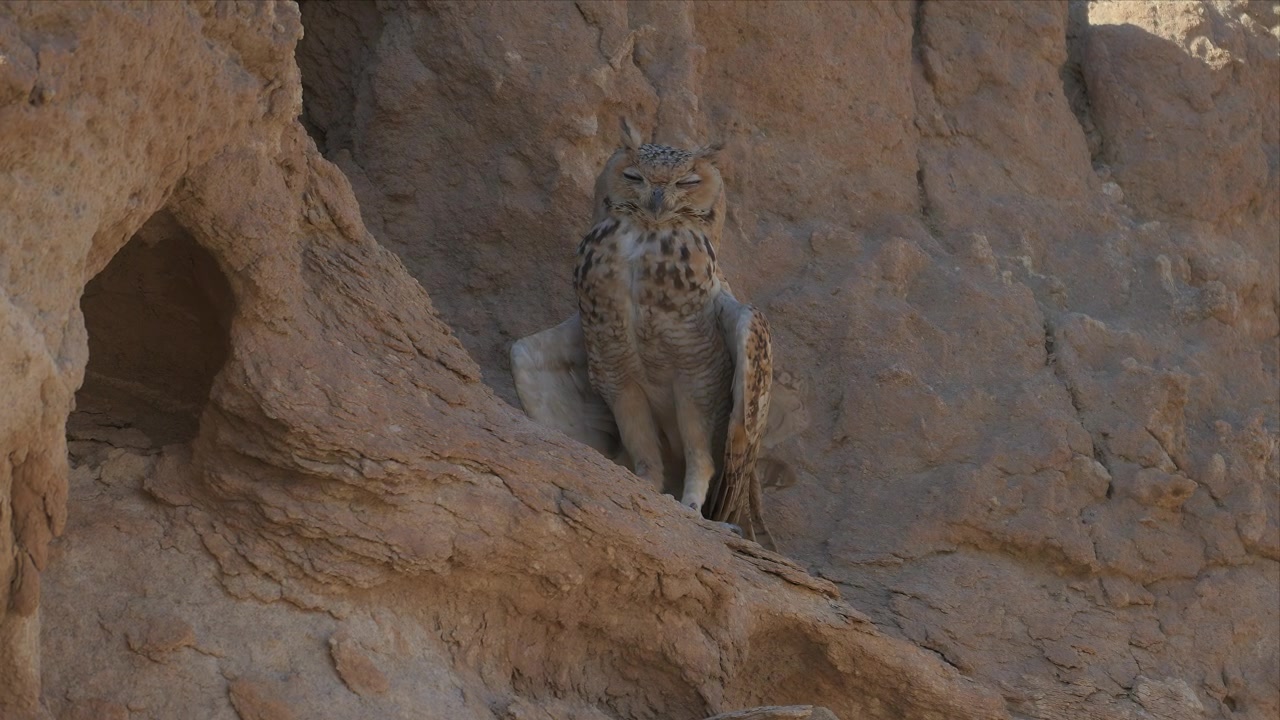 A close telephoto view of a Pharaoh eagle-owl resting quietly inside a rocky desert crevice.