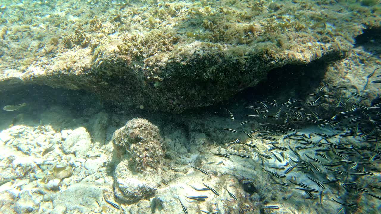 vista submarina cerrada de pequeños peces nadando alrededor del fondo del océano pedregoso en oslob cebu, filipinas