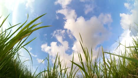 timelapse, blue sky with foreground grass