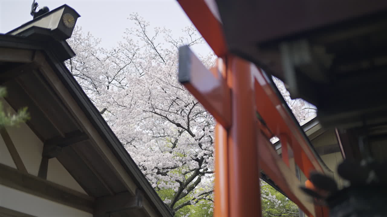 Cherry trees in full bloom provide a stunning backdrop to Fushimi Inari traditional shrine in a peaceful park. Kyoto, Japan