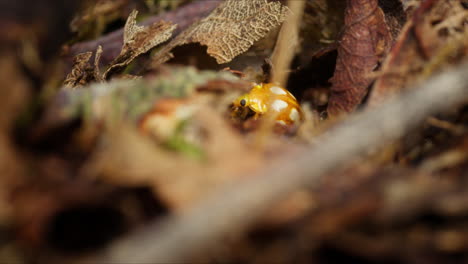 Shallow-focus-low-angle-on-forest-floor-of-Orange-Ladybug-navigating-obstacles