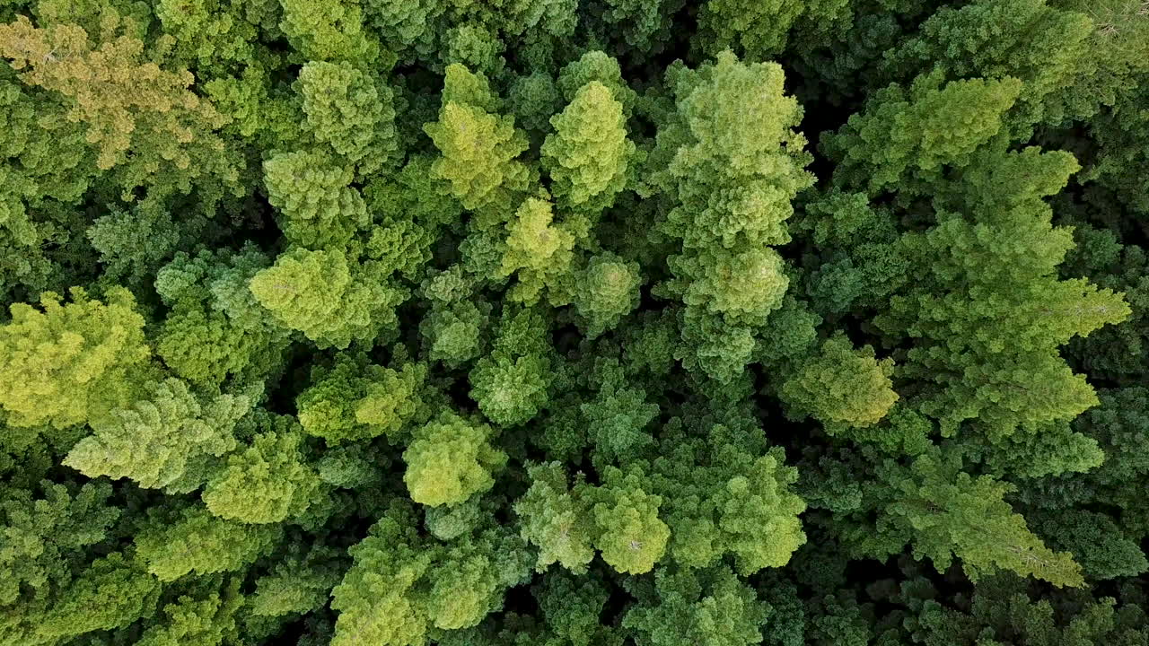 AERIAL footage of sunlit Californian Redwood forest with bright green foliage
