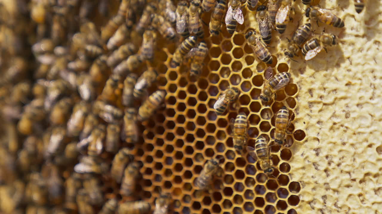 Bee colony crawling around the honeycomb. Frame with combs full of honey and partially sealed cells. Honeycomb background.