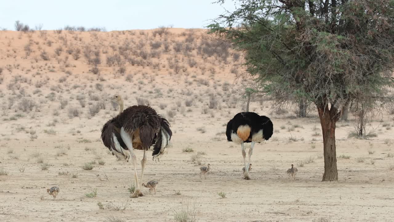 Campo lungo di uno struzzo maschio e una femmina e dei loro pulcini che si nutrono sotto una duna di sabbia accanto a un albero, Kgalagadi Transfrontier Park