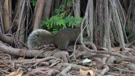 la pequeña ardilla de pallas, curiosamente olfateando y buscando alimento alrededor de las raíces expuestas de un árbol antiguo en el parque forestal ecológico, disparo de cerca