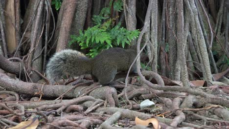 cute little pallas's squirrel, curiously sniffing and foraging around the exposed roots of an ancient tree in the ecological forest park, close up shot