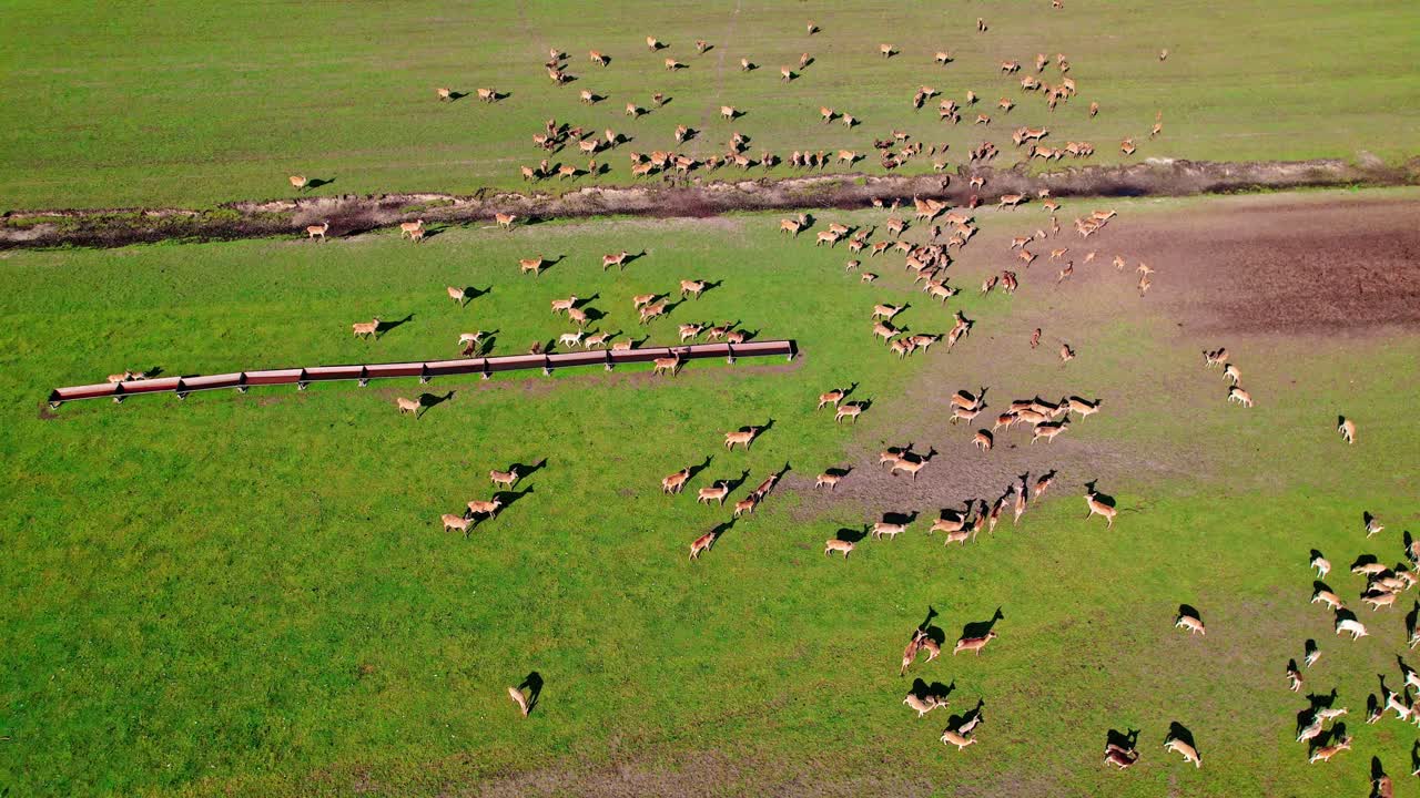 Herd of deer grazing on a green field from an aerial perspective