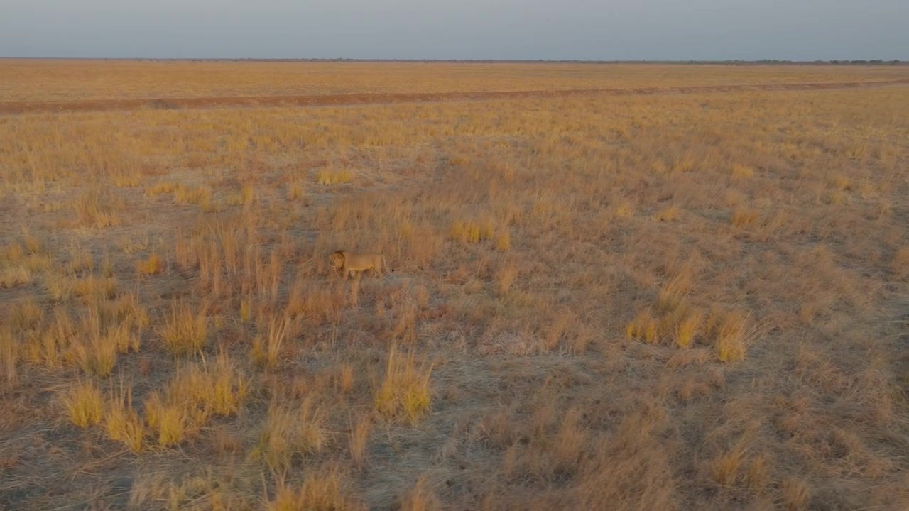 Droneopptak av en løve som går ved solnedgang i Hwange nasjonalpark Zimbabwe