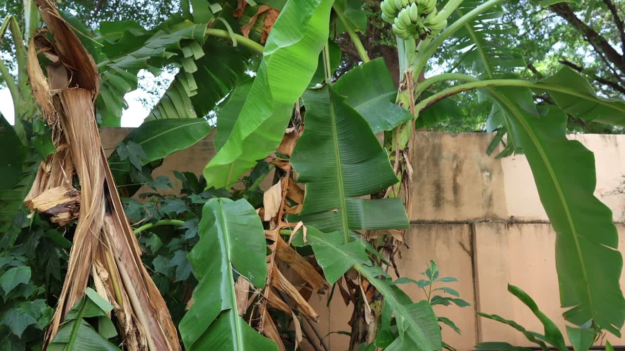 바나나 나무가 바람에 부드럽게 흔들리고 있습니다.