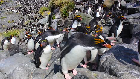 gran grupo de pingüinos macarrones trepando por una pared rocosa