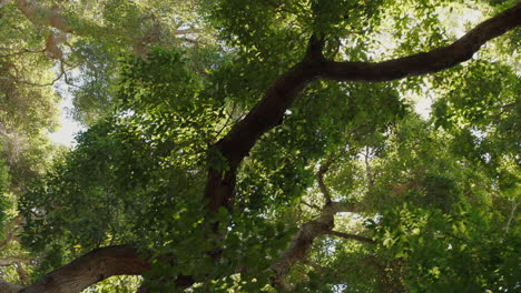 pov forest trees with sunlight shining looking up at canopy branches moving natural beauty of environment explore nature