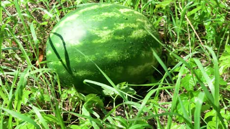 4k. ripe watermelons on the grass. nature background