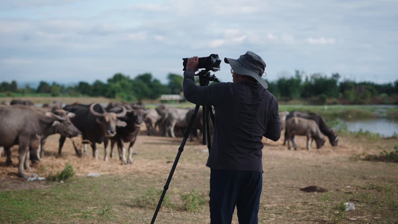 Photographer photographing Water Buffalo