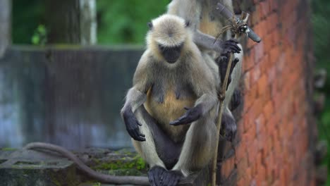 Hanuman-or-black-faced-monkey-or-langur-is-sitting-on-the-wall
