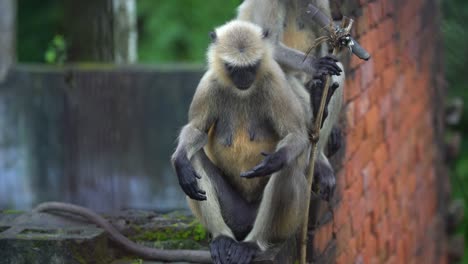 hanuman o mono de cara negra o langur está sentado en la pared