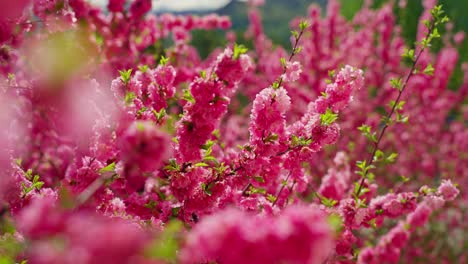 flores rosadas en la primavera