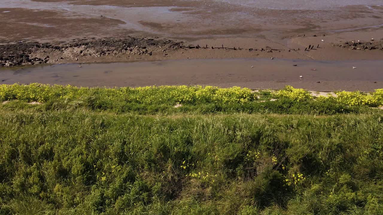 flores de oxalis pes-caprae de 4k que crecen en las protecciones naturales de las mareas en las granjas de sal de aveiro, 60fps