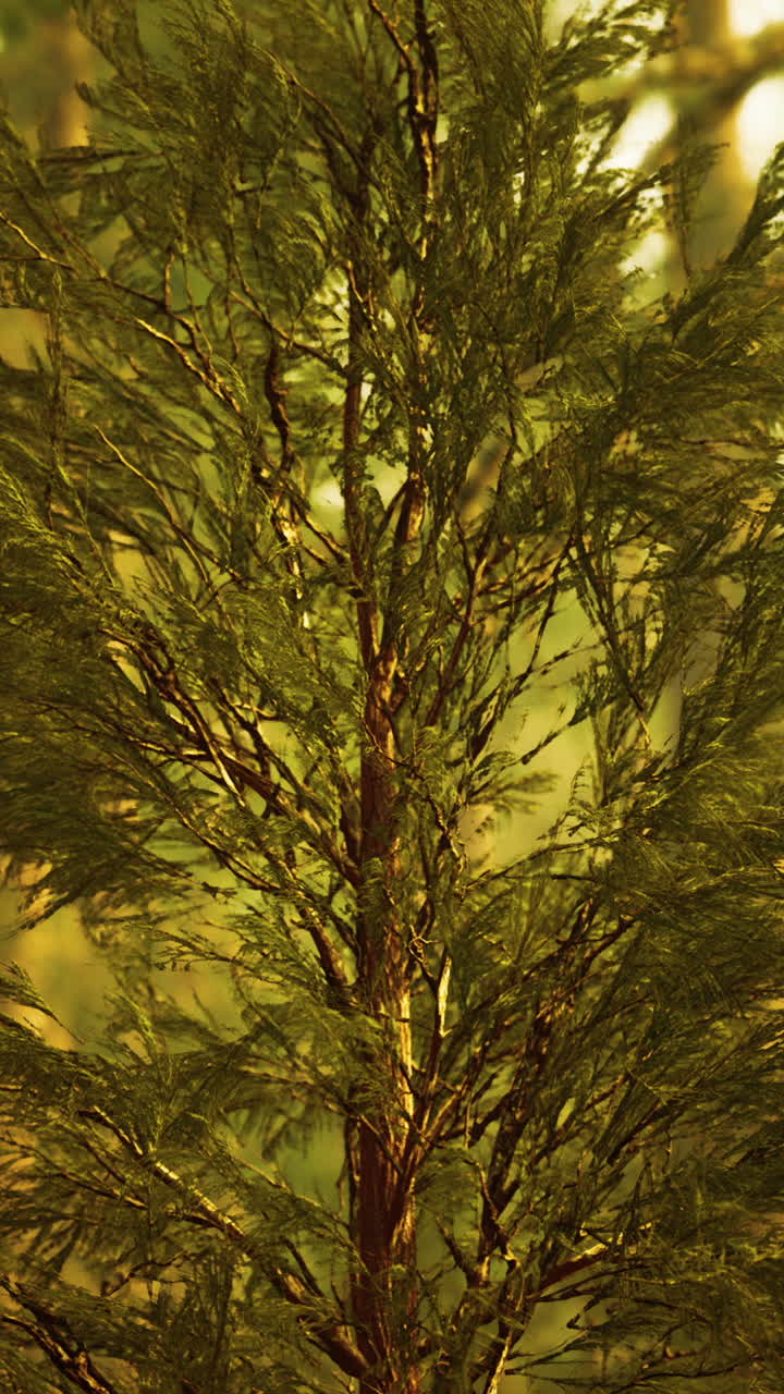 árbol alto con hojas verdes y ramas en un bosque