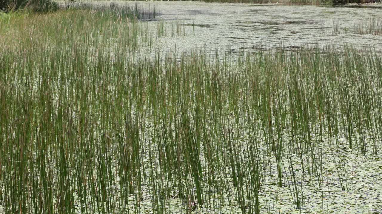aguas tranquilas rodeadas de exuberantes cañas verdes