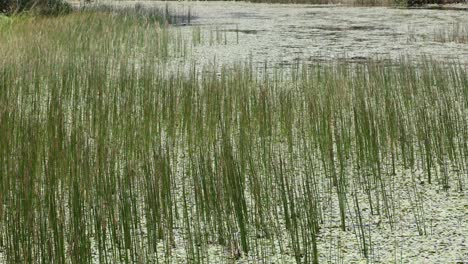 calm water surrounded by lush green reeds