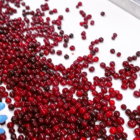 fresh red cherries moving on a conveyor belt. worker's hands in gloves sorting ripe berries inside the food factory.