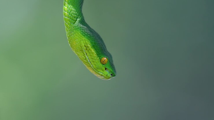 The White-lipped Pit Viper is a venomous pit viper endemic to Southeast Asia and is often found during the night waiting on a branch or limb of a tree near a body of water with plenty of food items