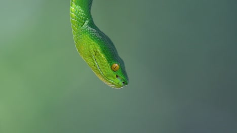 La-Víbora-De-Labios-Blancos-Es-Una-Víbora-Venenosa-Endémica-Del-Sudeste-Asiático-Y-A-Menudo-Se-Encuentra-Durante-La-Noche-Esperando-En-Una-Rama-O-Rama-De-Un-árbol-Cerca-De-Un-Cuerpo-De-Agua-Con-Muchos-Alimentos