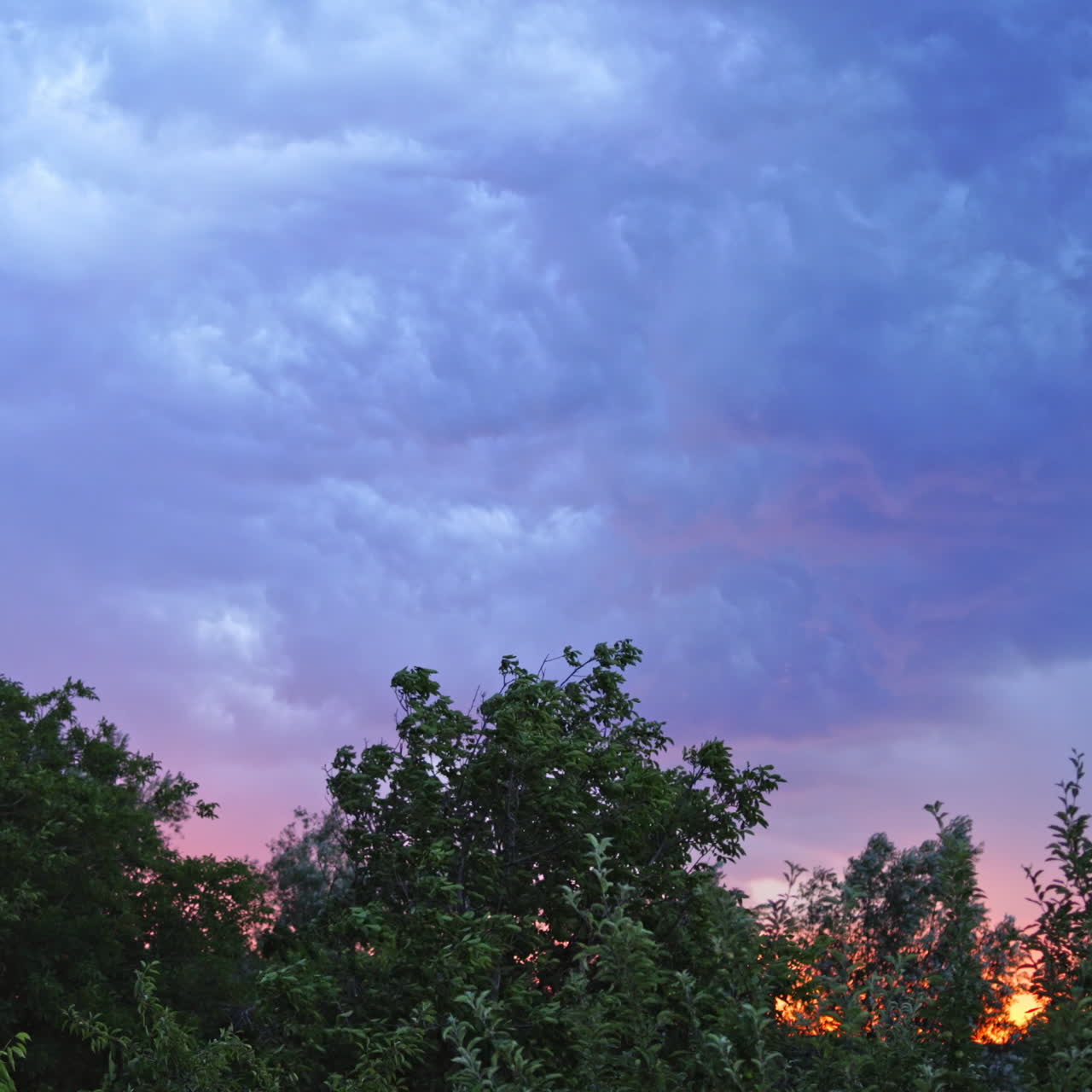 Sparkles of lightning on the cloudy sky. Strong wind moves the trees under the dark blue sky at sunset in summer. Lightning before the rain outdoors.