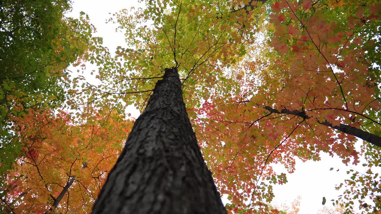 Low Angle View of Pretty Autumn Foliage - Fall Colors on Tree Leaves POV
