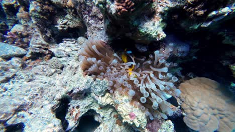 Pez-Payaso-Del-Mar-Rojo-Escondido-En-Anémona-De-Mar-En-Dahab,-Egipto