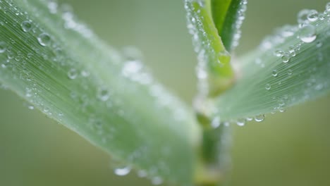 extreme close up drop of morning dew falling on natural green leaves of plants