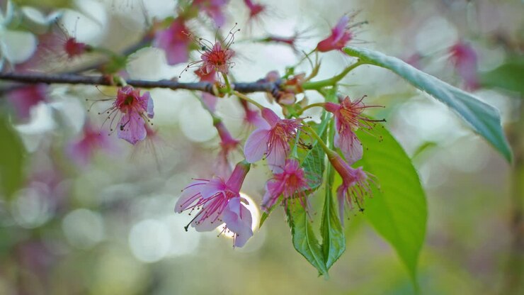 Pink Cherry Blossoms in Spring
