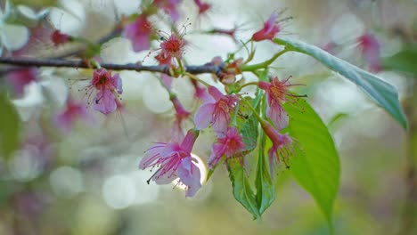 roze kersenbloesems in de lente