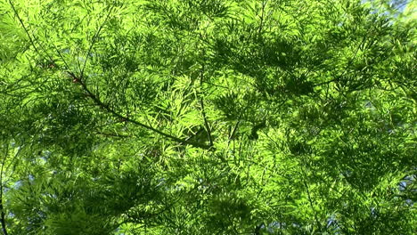 hojas de la hoja de encaje árbol de arce japonés