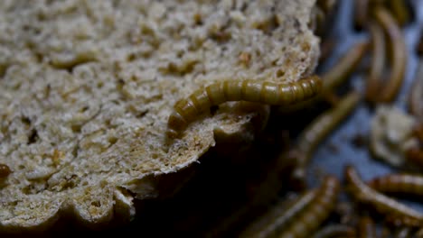 the mealworm is a species of darkling beetle used to feed pets like fish, snakes, birds, and frogs