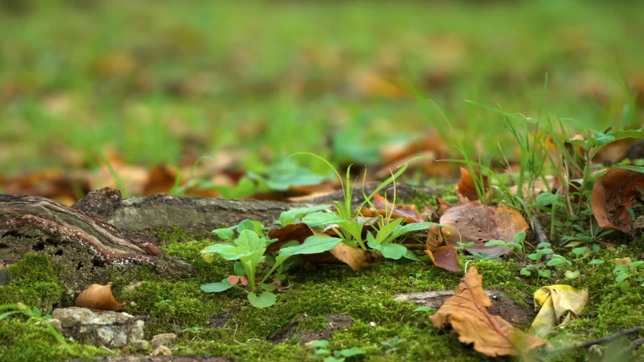 hojas de otoño secas caídas en el suelo del bosque cubierto de musgo verde